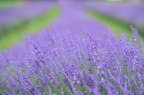 Use lavender herb on your hair