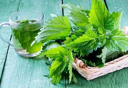 Stinging Nettle for strong hair 