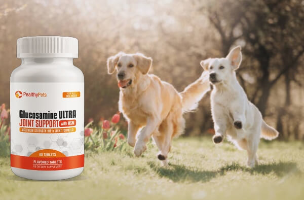 dogs, healthy joints
