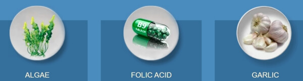 algae, folic acid, garlic