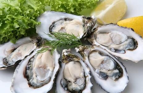 Oysters sea food