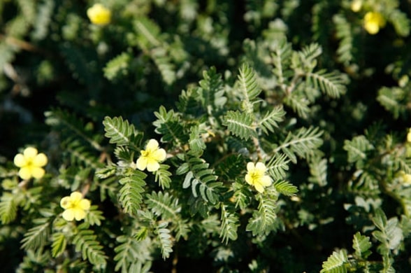 Benefits of Tribulus Terrestris