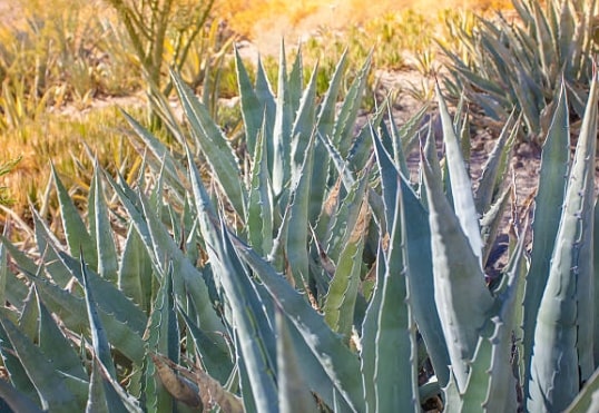 Agave Inulin – What Is It