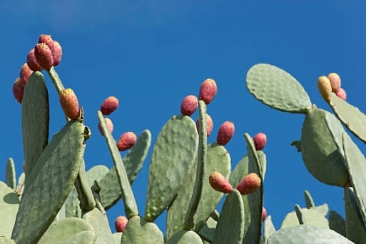 Prickly Pear Extract for Weight Loss
