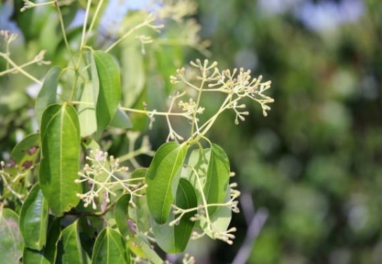 Camphor for Joint Pain