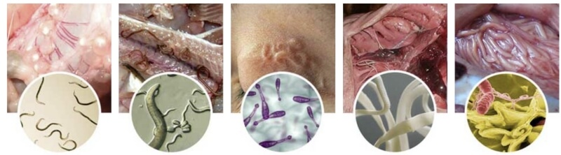 Composition & Ingredients Composition & Ingredients